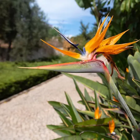 Apartamento Vista Piscina Guia (Faro)